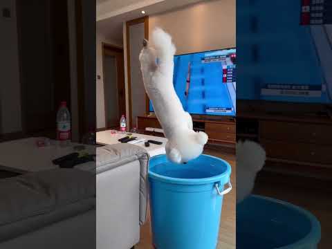 Bro took that TV lesson seriously #dog #funnydog #dogoftheday #dogaivideo #doglover