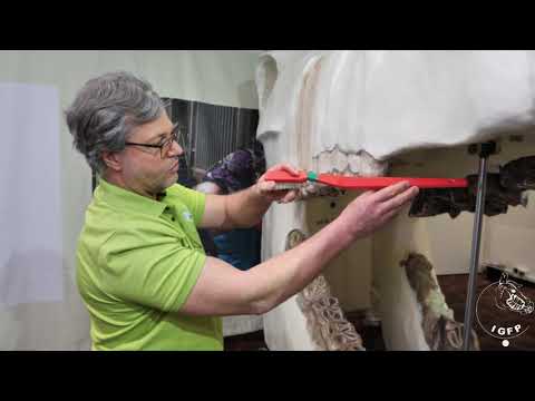 Ein Blick ins Pferdemaul Teil 2 - Junges Pferd - Zahnwurzeln, Bumps und Wolfszähne