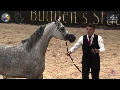 N 78 MAMMA MIA   39th All Nations Cup   Aachen   Mares 4 6 Years Old Class 7A