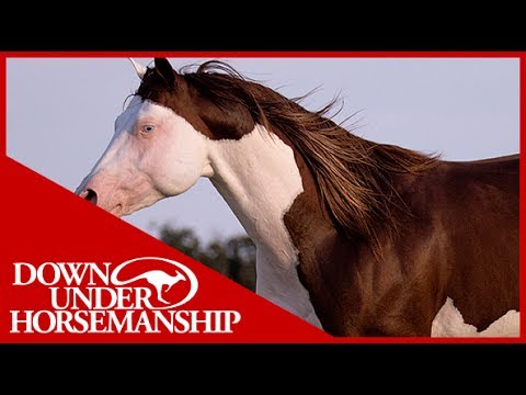 Clinton Anderson Presents: Titan a Legend in the Making, Lesson 13, Part 3 - Downunder Horsemanship