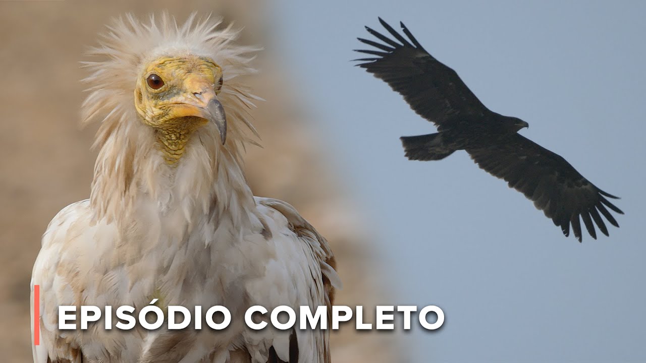 Como essas aves de rapina sobrevivem em regiões extremas? | Inferno Árabe 105
