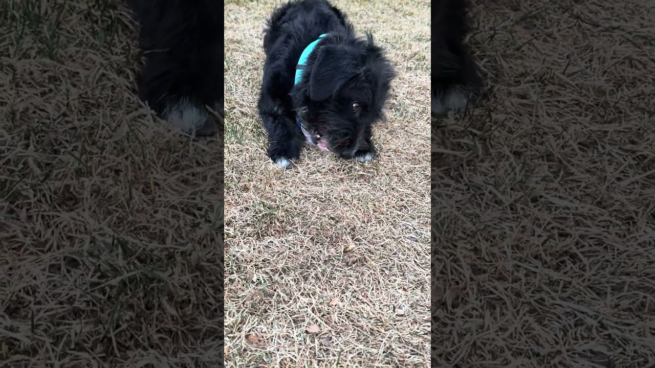 Hershey, a ADOPTABLE mixed breed in Fort Collins, CO video 6/6