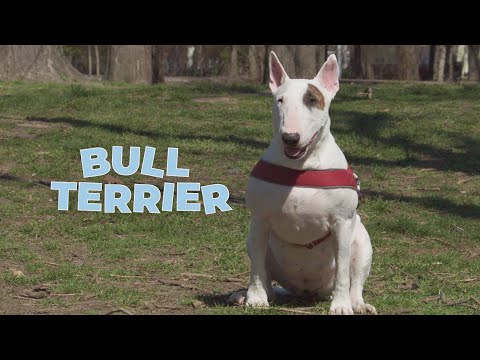 Bull Terrier 101 - Characteristics & Facts