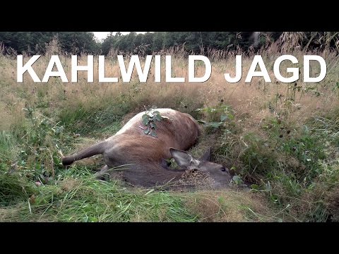 Red deer hunting in August - adult calf duplicate