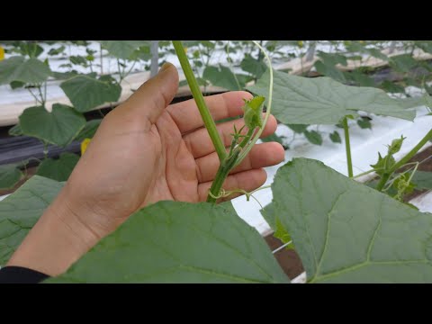 サビナのファラ - 定義