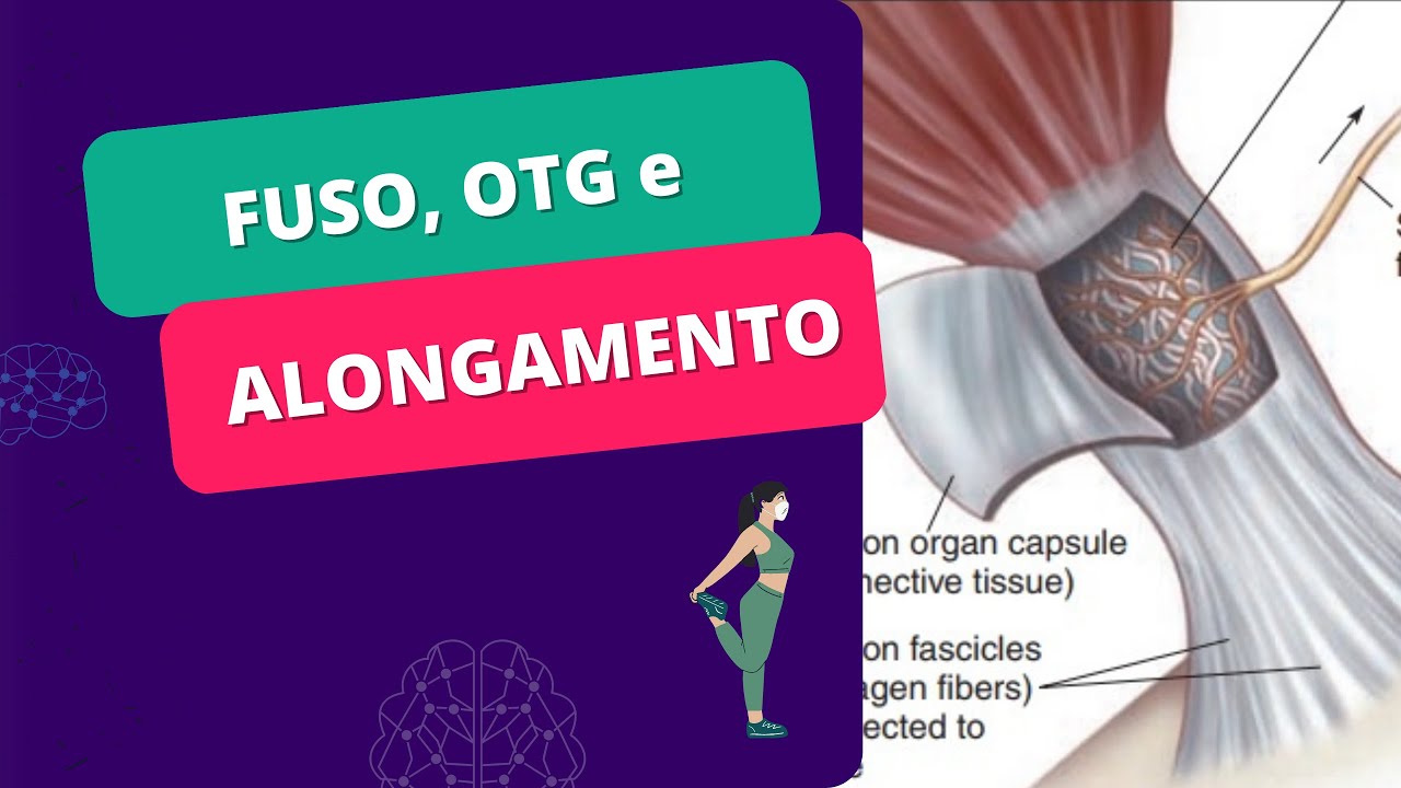 Fuso Neuromuscular e órgão tendinoso de Golgi: qual é o papel deles no alongamento muscular?