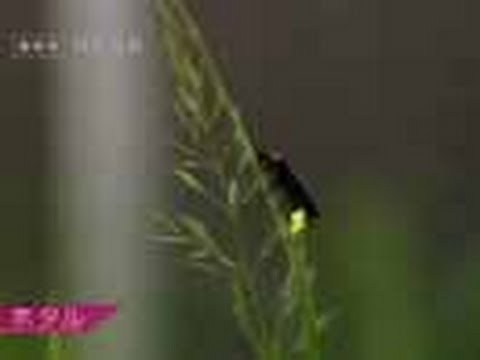 プラスチック製の冬用セイル: なぜそれを選ぶのですか?作り方は？  庭園