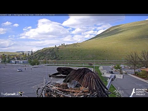 Iris lays first egg        17 14 07    Video 2020 05 02 192146