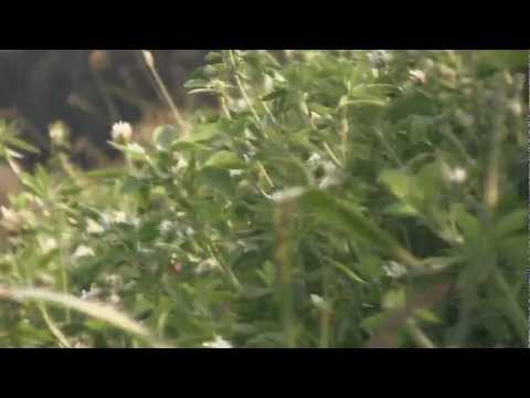 Mallow 16 Bars ( Full HD Video)