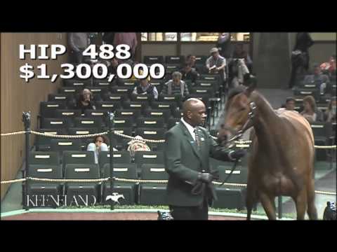2015 November Breeding Stock Sale: Hip 488 - AURELIA'S BELLE
