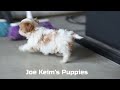 Cavalier King Charles Spaniel dogs for sale: Heidi - Video 1