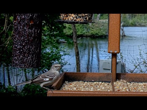 Beautiful Northern Mockingbird Makes First-Ever Visit To Cornell Lab Feeder Cam – May 15, 2025