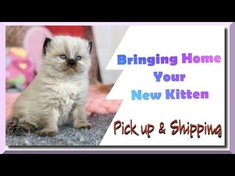 Bringing Home your New Kitten | Pick up & Shipping | Information Series Part 3
