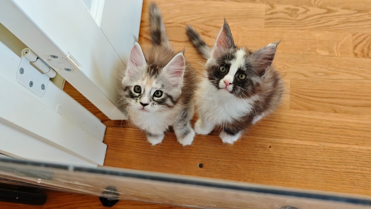 The Kittens Are Breaking Out!