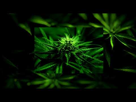 Bara. - ჩვენ გვაქვს ფაქტი