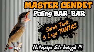 Download lagu Keren abis !! MASTERAN CENDET KEKINIAN FULL TEMBAKAN MEWAH‼️ mp3
