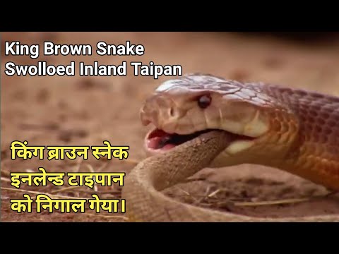 King Brown Snake Swolloed Inland Taipan