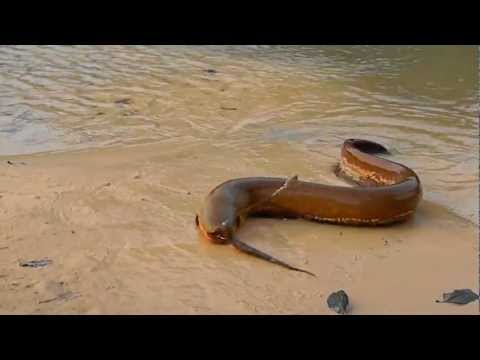 PESCANDO UM PEIXE ELÉTRICO