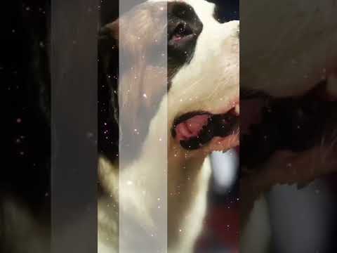 Flashback 2021 #dogs #pets #bongbikerslifewithpets #memories