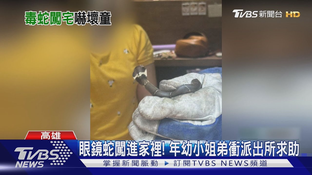 「驚見眼鏡蛇闖入家！」姐弟雨中奔向派出所　母緊盯蛇動向