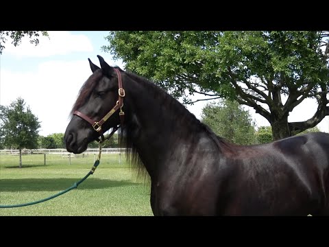 SOLD! Artemis ISF, by Teade 392, Sport, at Iron Spring Farm