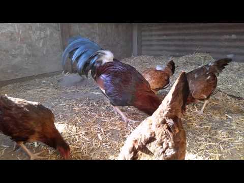 Dan Gray Roundhead Brood Stock