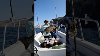 Download lagu Ini dia 5 reel terbaik saya untuk memancing dengan umpan besi di permukaan! ⚔️ Apa reel andalan Anda untuk melempar umpan besi? mp3