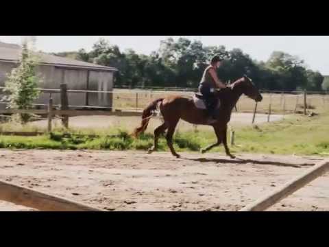 VENDUE Cap's de la Bride Ogano Sitte // Apache d'Adriers