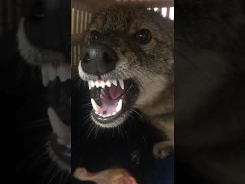 #shorts  Golden Jackal rescue!  (Full story on Thursday!)