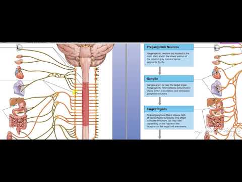 Glossopharyngeal intro 1