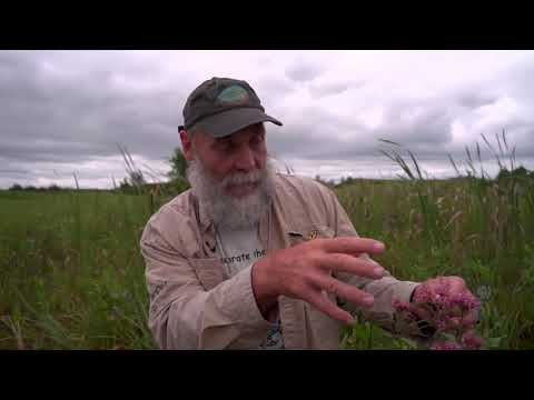 The Unique Pollination System of the Swamp Milkweed | Iowa Land and Sky