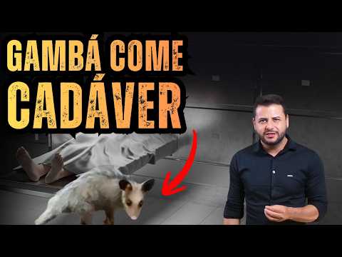 Vídeo