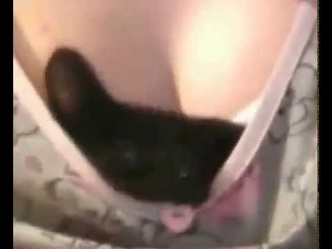 Kot broni swojej pani