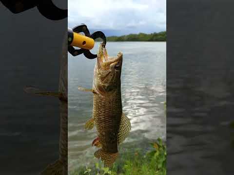 Traíras gigantes de gaúcha do norte #pescaria #pescacombambu #fishing #pesca #tucunare