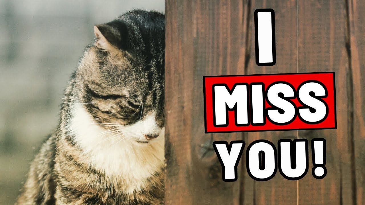 13 Heartbreaking Ways Your Cat Shows They've Missed You - Even If You Think They Didn't