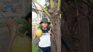 Download lagu Pick a Coconut, Drink the Water mp3