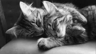 Download lagu Jay Sean - Shame [ Kochanie ] mp3