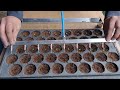 Vac XL U Setvi Lubenica Seeding Watermelon With Vac XL Needle Seeder