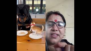 Download lagu #funny #viralshort #duet #funnypets #jiskeaanesemukammalhogayithizindagisong mp3