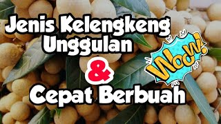 Download lagu Jenis kelengkeng unggulan yang cepat berbuah mp3 Download lagu Jenis kelengkeng unggulan yang cepat berbuah mp3