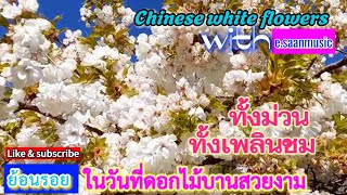 ฟังเสียงพิณม่วนๆเพลินชมดอกไม้สีขาวจากต้นใหญ่ /Chinese white flowers/ดอกไม้ /พิณอิสาน