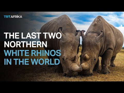 Saving Kenya's Last Two Northern White Rhinos