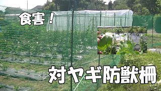 食害！対ヤギ防獣柵！