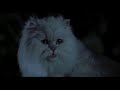 Stuart Little 1999 Snowbell Finds Stuart Scene