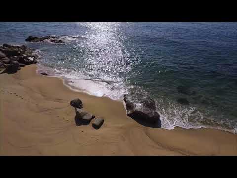Special Yakushima
