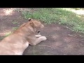 Singa Lucu Di Kebun Binatang