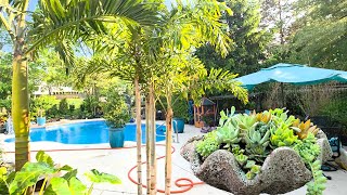Amazing New Palms || Nursery Shopping || Patio Cleanup