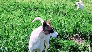 Baby Girl Is Being Raised By Six German Shepherds | The Dodos, WOV