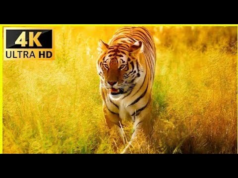 Animals of South America 4K   Scenic Wildlife Film With Calming Music  Video 4K ULTRA HD