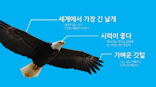 [EZTV] 99초 파워포인트 #22. 자유형 도형 활용 PPT디자인